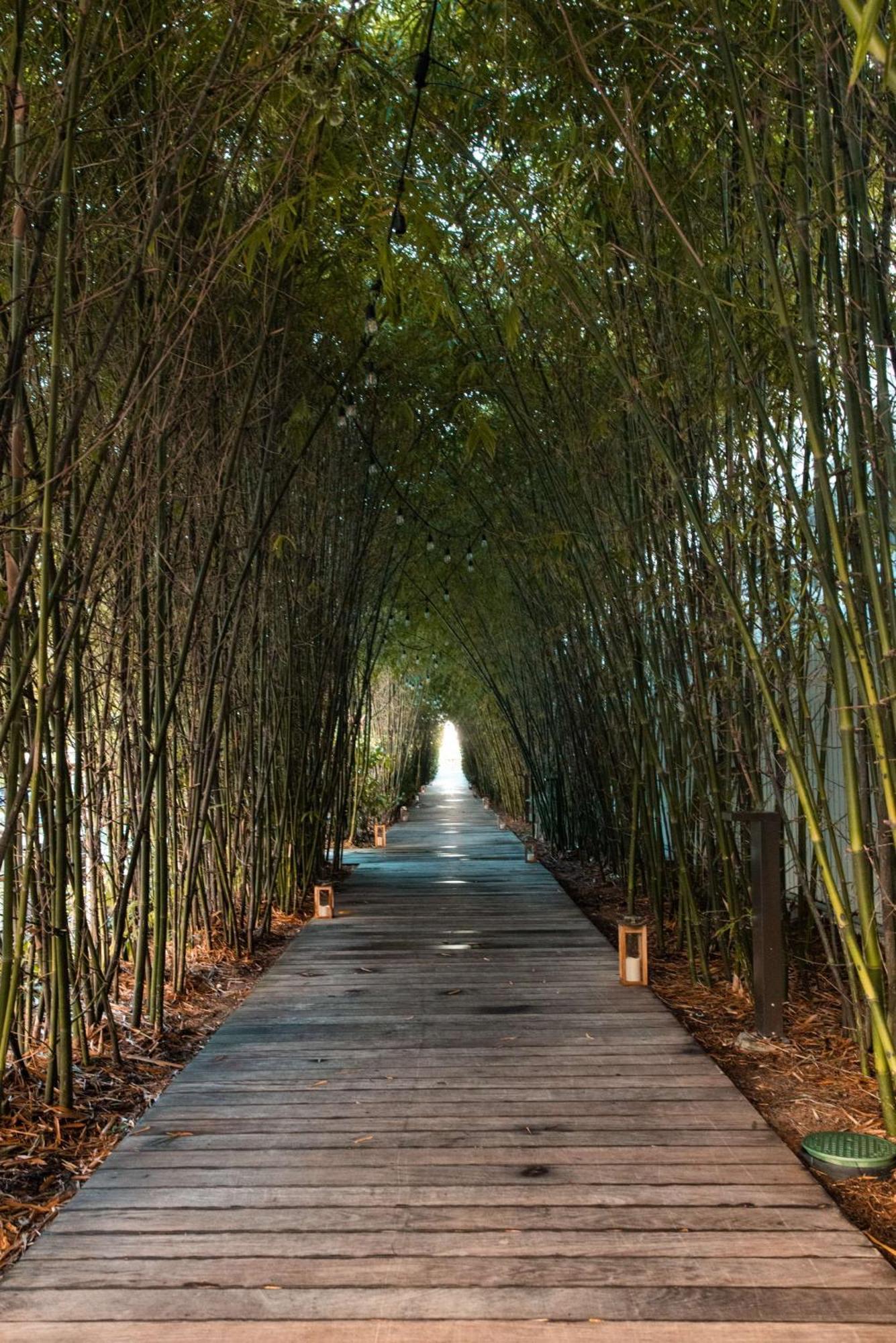 Nautilus Sonesta Miami Beach Exterior photo Bamboo forest in China